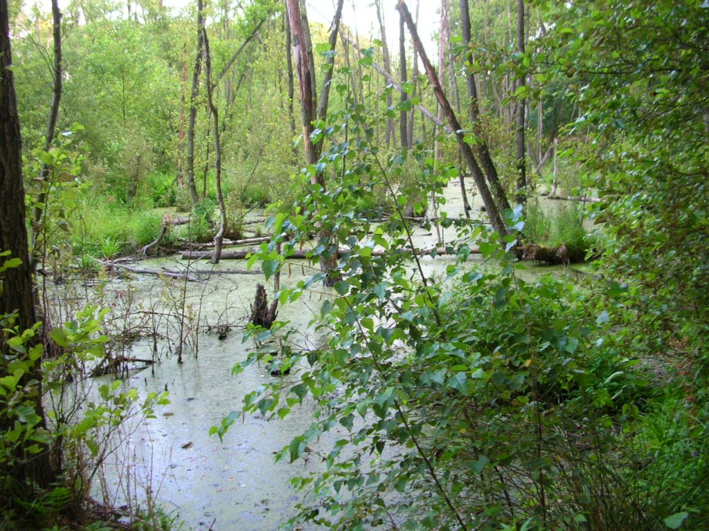 Rezerwat przyrody „Augustowo”